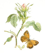Dog Rose and Gatekeeper Butterfly