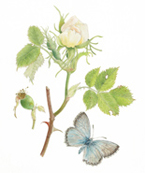 White Dog Rose and Chalkhill Butterfly