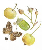 Acorn and Speckled  Wood Butterfly