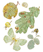 Oak Leaf and Large Emerald Moth